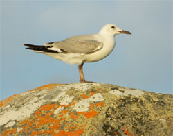 Seagull